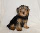 Yorkshire Terrier Puppies for sale in Ackworth, IA 50001, USA. price: $500