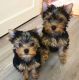 Yorkshire Terrier Puppies for sale in Delaware, OH 43015, USA. price: NA