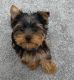 Yorkshire Terrier Puppies for sale in Seattle, WA, USA. price: NA