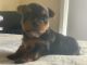 Yorkshire Terrier Puppies for sale in Toccoa, GA 30577, USA. price: $500