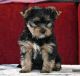 Yorkshire Terrier Puppies for sale in Cranston, RI, USA. price: $2,650