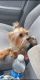 Yorkshire Terrier Puppies for sale in St Paul, MN 55112, USA. price: NA