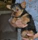 Yorkshire Terrier Puppies for sale in Bakersfield, CA 93380, USA. price: NA
