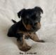 Yorkshire Terrier Puppies for sale in 9205 E 71st St, Tulsa, OK 74133, USA. price: $1,050