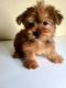 Yorkshire Terrier Puppies for sale in Anderson, TX 77830, USA. price: $500