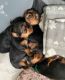 Yorkshire Terrier Puppies for sale in USAA Blvd, San Antonio, TX, USA. price: NA