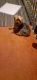 Yorkshire Terrier Puppies for sale in Pittsburgh, PA 15214, USA. price: $2,500