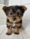 Yorkshire Terrier Puppies for sale in Fontana, CA, USA. price: $1,900