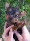 Yorkshire Terrier Puppies for sale in Avon Park, FL 33825, USA. price: NA
