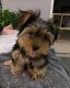 Yorkshire Terrier Puppies for sale in Santa Clara, CA, USA. price: $400