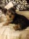 Yorkshire Terrier Puppies for sale in North Providence, RI 02904, USA. price: NA