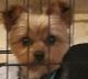 Yorkshire Terrier Puppies for sale in Baton Rouge, LA, USA. price: $400