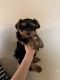 Yorkshire Terrier Puppies for sale in Winchester, CA, USA. price: $1,000