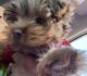 Yorkshire Terrier Puppies for sale in East Haven, CT, USA. price: NA