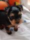 Yorkshire Terrier Puppies for sale in Morgantown, IN 46160, USA. price: NA