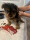 Yorkshire Terrier Puppies for sale in Washington, UT, USA. price: NA