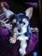 Yorkshire Terrier Puppies for sale in Tyler, TX, USA. price: NA