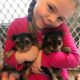 Yorkshire Terrier Puppies for sale in Mattoon, IL 61938, USA. price: NA