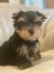 Yorkshire Terrier Puppies for sale in Decatur, GA 30030, USA. price: $700