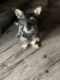 Yorkshire Terrier Puppies for sale in Norman, OK, USA. price: $200