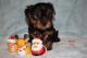 Yorkshire Terrier Puppies for sale in Chicago Riverwalk, Chicago, IL, USA. price: NA
