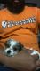 Yorkshire Terrier Puppies for sale in Wilmington, DE, USA. price: $2,000