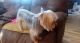 Yorkshire Terrier Puppies for sale in Gaffney, SC, USA. price: NA