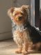 Yorkshire Terrier Puppies for sale in Humble, TX 77396, USA. price: NA