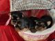 Yorkshire Terrier Puppies for sale in Santa Clara Police Station, 601 El Camino Real, Santa Clara, CA 95050, USA. price: $850
