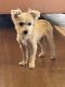Yorkshire Terrier Puppies for sale in Georgetown, TX, USA. price: NA