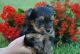Yorkshire Terrier Puppies for sale in Lovelady, TX 75851, USA. price: $1,250
