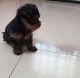 Yorkshire Terrier Puppies for sale in Washington, D.C., DC, USA. price: NA