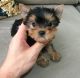 Yorkshire Terrier Puppies for sale in Washington, D.C., DC, USA. price: $550