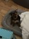 Yorkshire Terrier Puppies for sale in Farmingdale, NY 11735, USA. price: $4,000