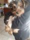 Yorkshire Terrier Puppies for sale in Manteca, CA, USA. price: $1,000