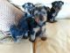 Yorkshire Terrier Puppies for sale in Salem, MO 65560, USA. price: NA