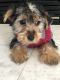Yorkshire Terrier Puppies for sale in Roseville, MI 48066, USA. price: $2,000
