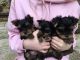 Yorkshire Terrier Puppies for sale in Santa Clara Police Station, 601 El Camino Real, Santa Clara, CA 95050, USA. price: $950