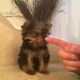 Yorkshire Terrier Puppies for sale in Washington, MI 48094, USA. price: $1,000