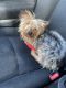 Yorkshire Terrier Puppies for sale in 2125 Gwynn Oak Ave, Baltimore, MD 21207, USA. price: $900