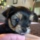 Yorkshire Terrier Puppies for sale in Menifee, CA 92584, USA. price: NA