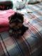 Yorkshire Terrier Puppies for sale in Idaho Falls, ID, USA. price: NA