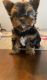 Yorkshire Terrier Puppies for sale in Arlington, TX, USA. price: NA