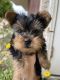 Yorkshire Terrier Puppies for sale in Burbank, CA, USA. price: $3,000
