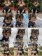 Yorkshire Terrier Puppies for sale in Sunrise, FL, USA. price: NA