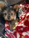 Yorkshire Terrier Puppies for sale in Canal Winchester, OH, USA. price: NA