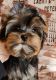 Yorkshire Terrier Puppies for sale in Bronxville, NY, USA. price: NA