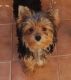 Yorkshire Terrier Puppies for sale in Thomasville, GA, USA. price: $650