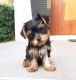 Yorkshire Terrier Puppies for sale in 49503 Jackson Ln, Canton, MI 48188, USA. price: NA