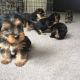 Yorkshire Terrier Puppies for sale in CA-99, Los Molinos, CA, USA. price: NA